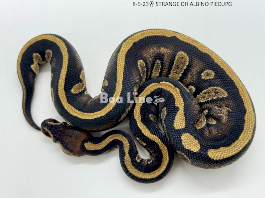 STRANGE DH ALBINO PIED